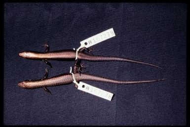 2 specimens (dorsal)