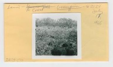[Gossypium tomentosum in Hawaii, Envelope IE25-238]