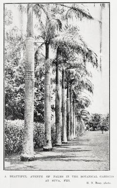 A beautiful avenue of palms in the botanical gardens at Suva, Fiji