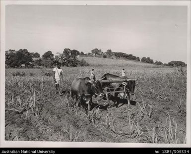 Cultivating cane with oxen, farm near Nandi