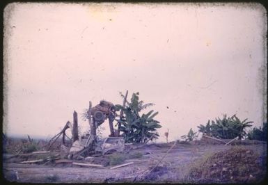 Wreckage of two jeeps, one blown up into a tree at Higataru, Papua New Guinea, 1951 / Albert Speer