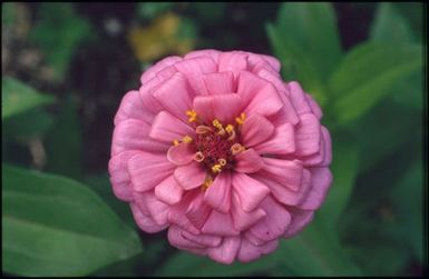 Large pink flower