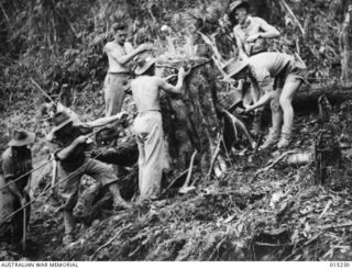 Wau-Mubo Area, along the Mubo track, members of an Engineering Unit root out a stump. The unit has done great work improving tracks through the jungle. Identified, left to right: Corporal H J ..