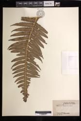 Cibotium menziesii