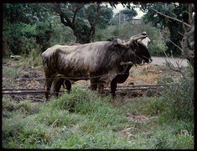 Buffalo in Fiji, 1974