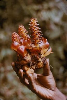 [Balanophora oosterzeeana at Mount Wago, Papua New Guinea]