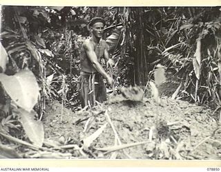 BOUGAINVILLE ISLAND. 1945-01-31. QX61611 PRIVATE W.S. KEVIN, D COMPANY, 9TH INFANTRY BATTALION, DIGGING HIS FOXHOLE FOR THE NIGHT AMONG THE BANANA PALMS DURING THE BATTALION ADVANCE ALONG THE ..