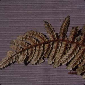 [Sadleria cyatheoides close-up from ʻĀinahou Ranch House, United States]