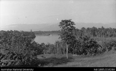 Trees with river