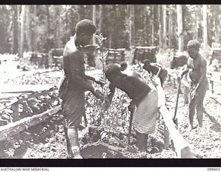 AIYURA, NEW GUINEA, 1946-01-09. NATIVE WORKERS REMOVING QUININE PLANTS APPROXIMATELY EIGHTEEN MONTHS OLD FROM THE NURSERY AT AUSTRALIAN NEW GUINEA ADMINISTRATIVE UNIT EXPERIMENTAL STATION FOR ..