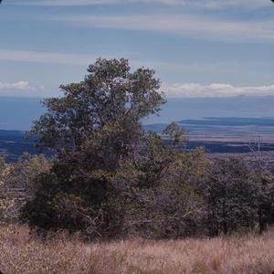 [Landscape view of field with dry, tall grass and densely leaved trees from Pu’u Wa’awa’a Cone Trail, United States]