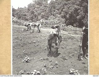 12 MILE, LALOKI RIVER, NEW GUINEA. 1943-11-15. NATIVE LABOURERS, EMPLOYED BY THE 3RD AUSTRALIAN FARM COMPANY, AUSTRALIAN ARMY SERVICE CORPS, WEEDING AND PLANTING TOMATOES