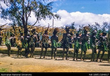 Mt Hagen - dragging a log