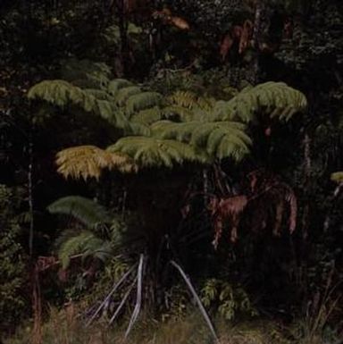 [Cibotium in Kilauea, United States]