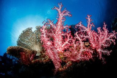 Alcyonacea (Soft Coral) at Vuata Vatoa, Fiji during the 2017 South West Pacific Expedition.
