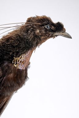 ["Parotia sefilata"]