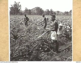 12 MILE, LALOKI RIVER, NEW GUINEA. 1943-11-15. NATIVE LABOURERS SPRAYING TOMATOES ON THE FARM OF THE 3RD AUSTRALIAN FARM COMPANY, AUSTRALIAN ARMY SERVICE CORPS