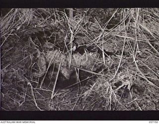 SOGERI VALLEY, NEW GUINEA. 1943-09-24. CLOSE UP OF PILLBOX SHOWING WHERE BOMB FROM A PROJECTOR INFANTRY TANK ATTACK MARK 1 HAS PENETRATED THROUGH A LOG AND GONE INTO THE DUGOUT