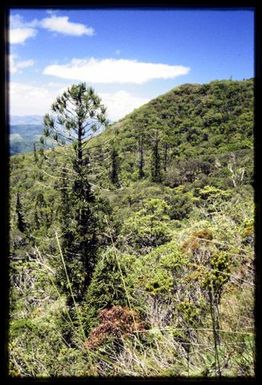 Araucaria