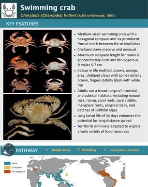 Swimming crab | Charybdis (Charybdis) hellerii