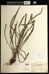 Haplopteris ensiformis