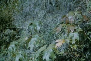 [Dipteris ferns at Edie Creek in Papua New Guinea]
