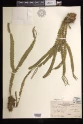 Phlegmariurus phlegmaria