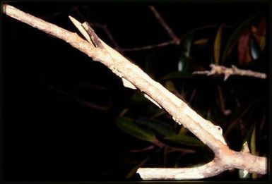 Eurydactylodes agricolae