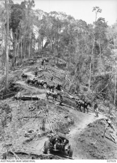 PAPUA NEW GUINEA. 1942-10. MEN LEADING PACK HORSES AND MULES LOADED WITH SUPPLIES DOWN THE PRECIPITOUS CURVING TRACK FROM THE END OF THE ROAD DOWN INTO UBERI VALLEY OVER WHICH TROOPS AND SUPPLIES ..