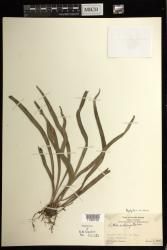 Haplopteris ensiformis