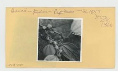 [Pipturus pachyphyllus in Hawaii, envelope IE24-095]