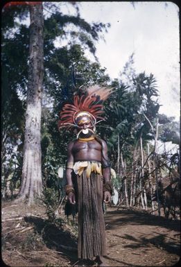 Fully decorated men (2) : The Tengerap Clan Singsing, Wahgi Valley, Papua New Guinea, 1954 / Terence and Margaret Spencer