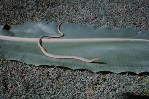 [Legless lizard close-up in Papua New Guinea]