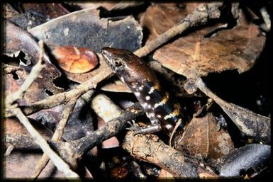 Skink sp.
