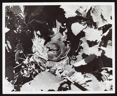 Acrocephalis familiaris (Miller bird), 1964