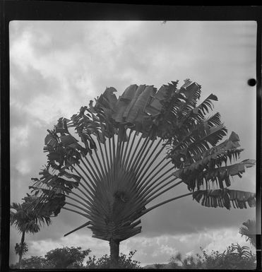 Gardens in Suva, Fiji