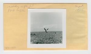 [Noddy in Hawaii, envelope IE31-082]