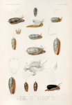 Mollusques: 1. Olive textiline. (Nouv-Guinée.); 2.- 4. Olive élegante. (Nouv-Guinée.); 5. 6. Olive sanguinolente. (Nouv-Guinée.); 7.- 17. Olive érythrostome. (Tonga-Tabou.); 18. 19. La mèm, variété. (Guam.); 20. 21. Olive maure. (Amboine.).