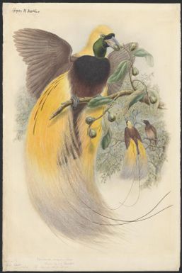 Paradisea minor Shaw, Lesser bird of paradise, original by John Gould [William Matthew Hart]