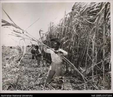 Harvesting cane