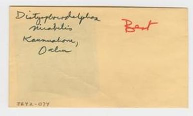 [Dictyophorodelphax mirabilis in Hawaii, envelope IE42-074]