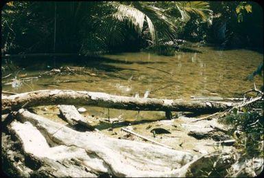 Anopheline breeding in close proximity to dwellings, a creek edge breeding anophelines just below Mapamoiwa Station, Fergusson Island, Anopheles subpictus and Anopheles farauti : D'Entrecasteaux Islands, Papua New Guinea, 1956-1959 / Terence and Margaret Spencer