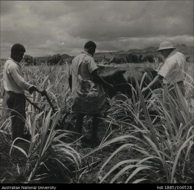 Cultivating crop