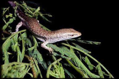 Skink sp.