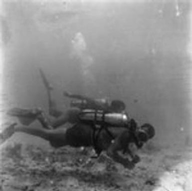 Divers near the ocean floor off Vava'u Island, Tonga