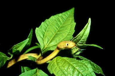 Brown tree snake