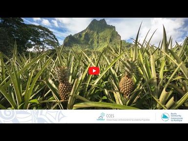 Recherche d'alternatives aux herbicides chimiques dans la production d'ananas en Polynésie française