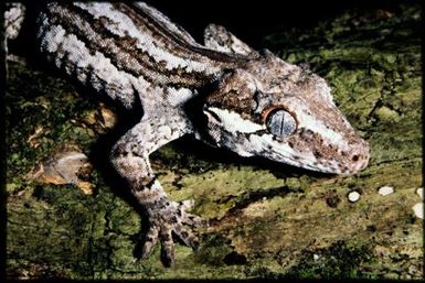 Rhacodactylus auriculatus