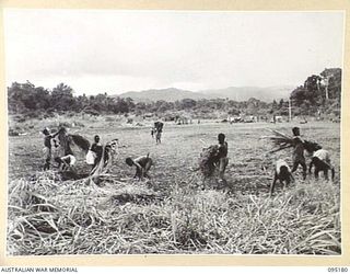 KIARIVU, NEW GUINEA, 1945-08-11. THE AIRSTRIP BEGINNING TO TAKE SHAPE AS HUNDREDS OF NATIVES EMPLOYED BY AUSTRALIAN NEW GUINEA ADMINISTRATIVE UNIT CUT THE STRIP OF EVERY BLADE OF KUNAI GRASS ..