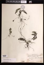 Adiantum diaphanum